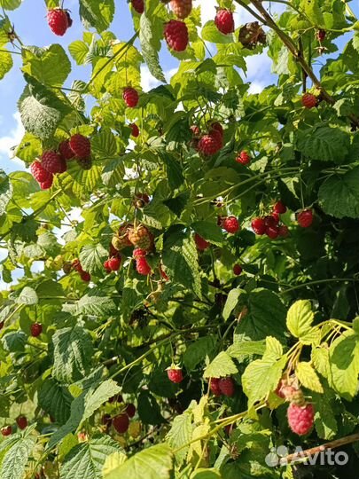 Ремонтантная малина рассада