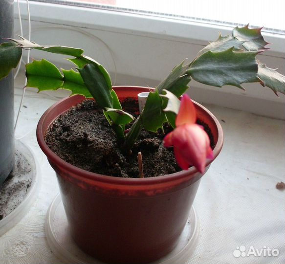 Цветок декабрист