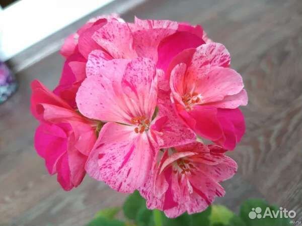 Пеларгония герань