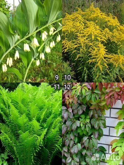 Многолетние садовые цветы для сада