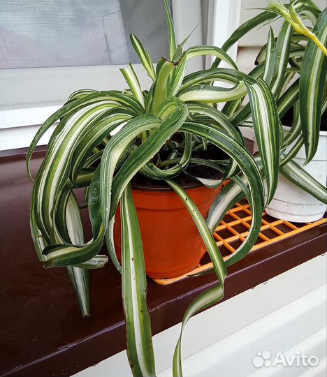 Хлорофитум кудрявый