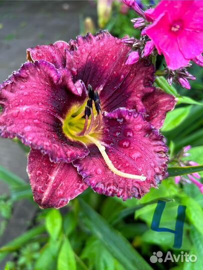 Лилейники сортовые