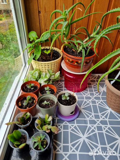 Большой алое, толстянка, декабристы, фуксия