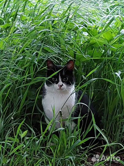 Стерилизованная кошечка