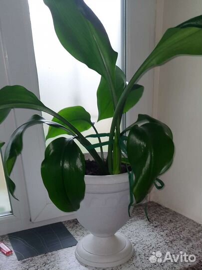 Эухарис амазонская лилия