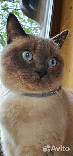 Тайская кошка
