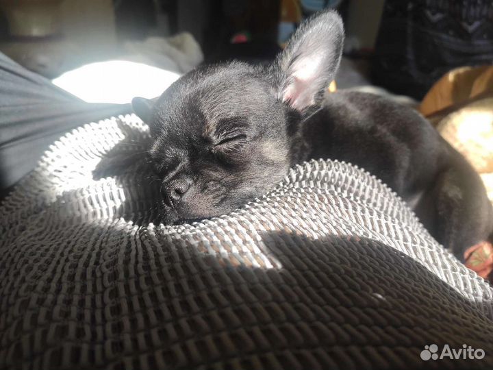 Случка собак