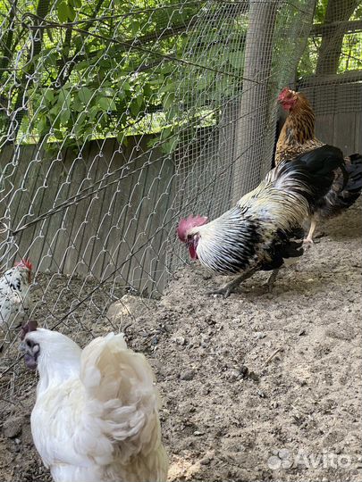 Куры люкейданьдзы