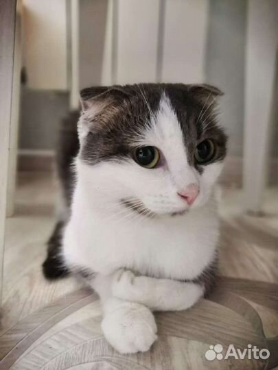 В добрые руки