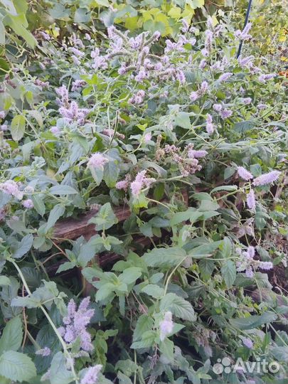 Базилик,мята,мелисса