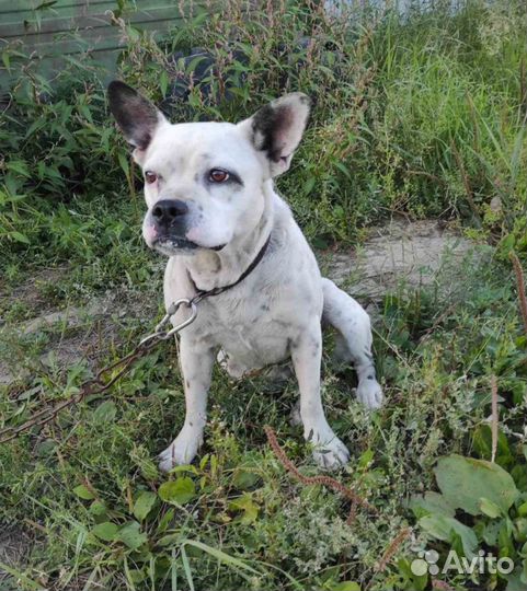 Щенки в добрые руки