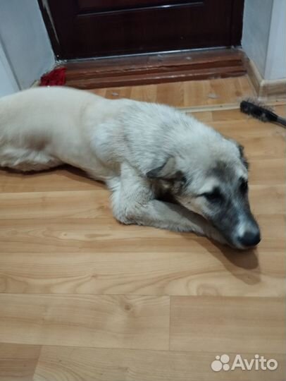 Собака