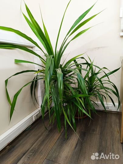 Хлорофитум панданус