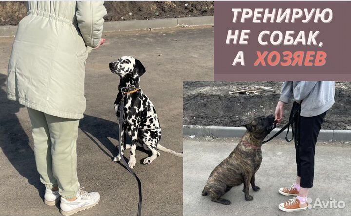 Дрессировка собак, кинолог