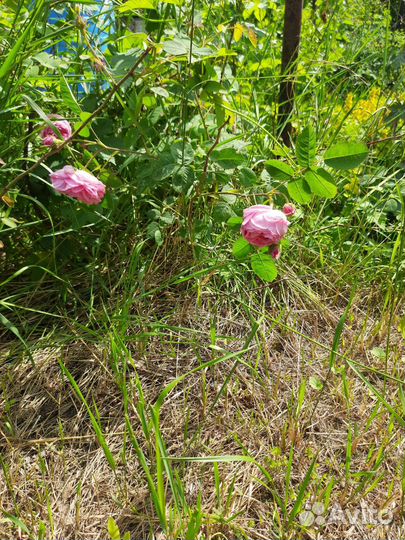 Саженцы алтайской пищевой розы