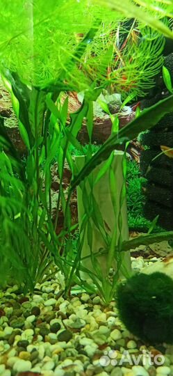 Валинсерия