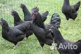 Петушки ухейилюй