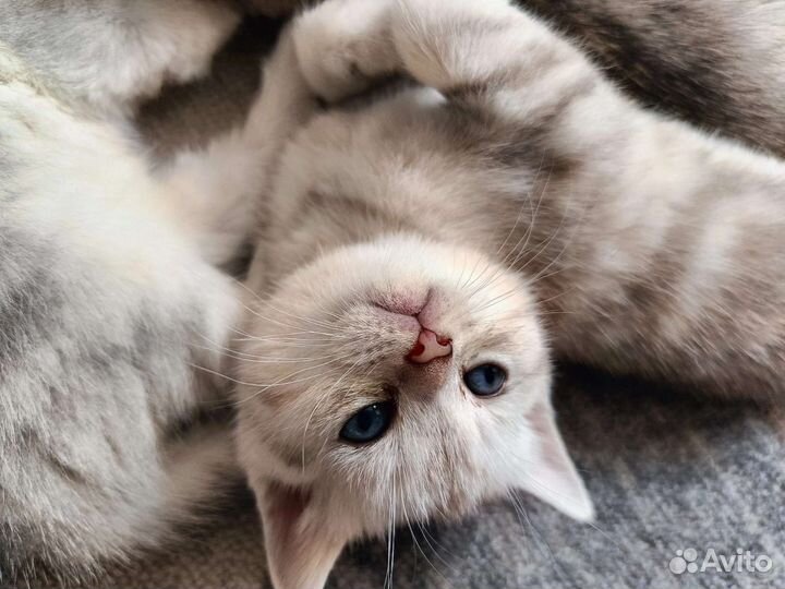 Британские котята