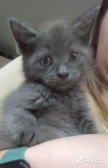 Котята мэйн кун