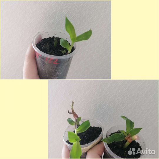 Комнатные растения