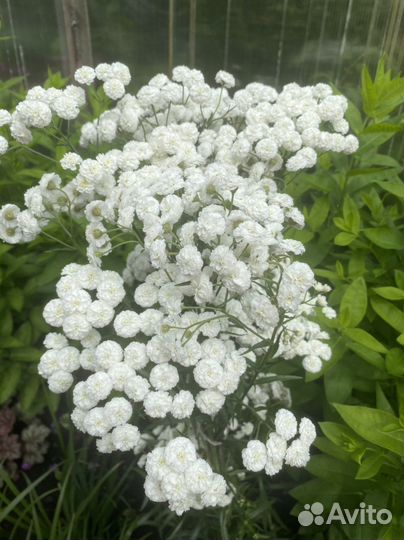 Многолетние цветы