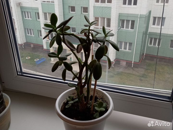 Денежное дерево (толстянка, крассула овата)