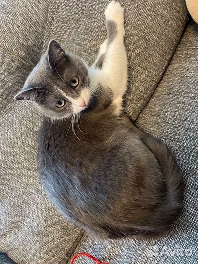 Кошка в дар (кошечка бесплатно) ищет дом