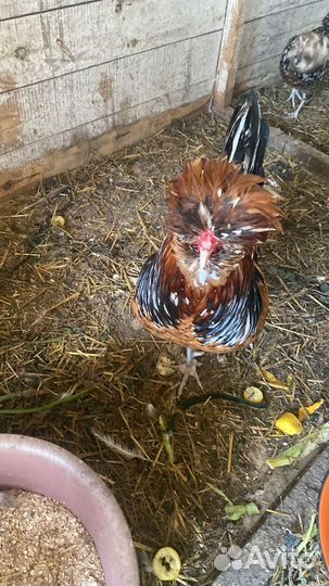 Петушок Падуан