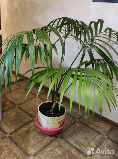 Пальма арека