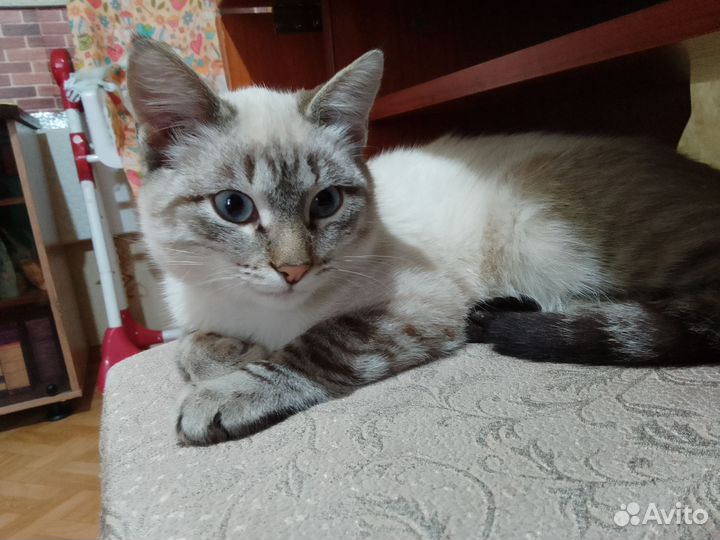 Сиамский кот