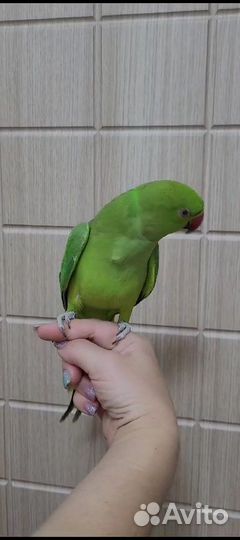 Ожереловый попугай Крамера птенцы