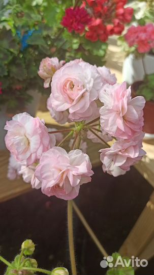 Пеларгония герань