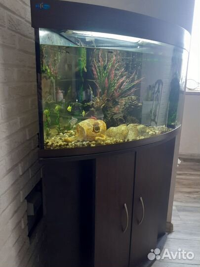 Продаю полностью укомплектованный аквариум на150 л