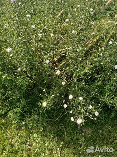 Октябринки, жёлтая метелка (золотарник)