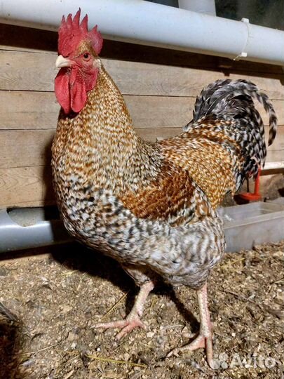 Петух Билефельдер,Барневельдер,Маран