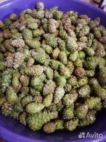 Варенье из молодых сосновых шишек