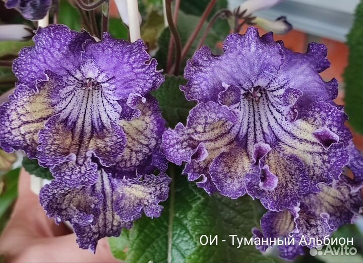 Стрептокарпусы