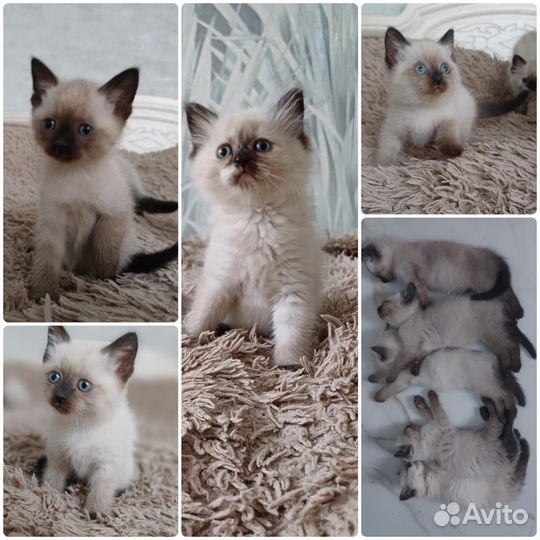 Котятки милашки