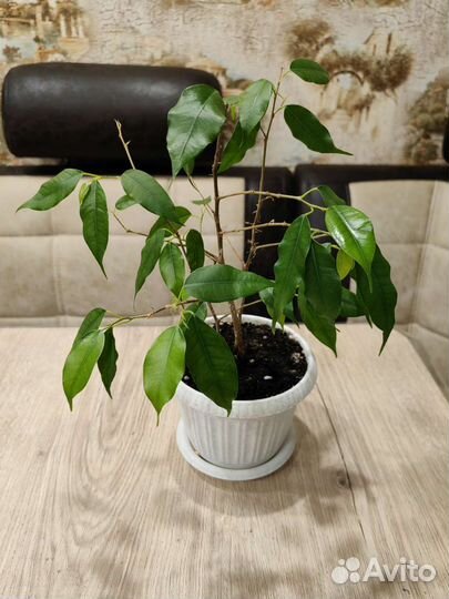 Комнатные цветы