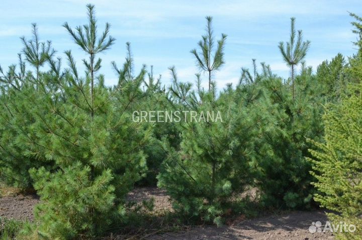 Сосна веймутова Pinus strobus/60-100 см