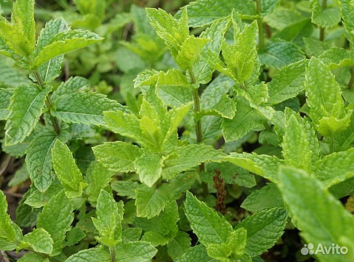 Мята, мелисса лимонная