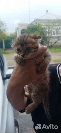 Вислоухие котята