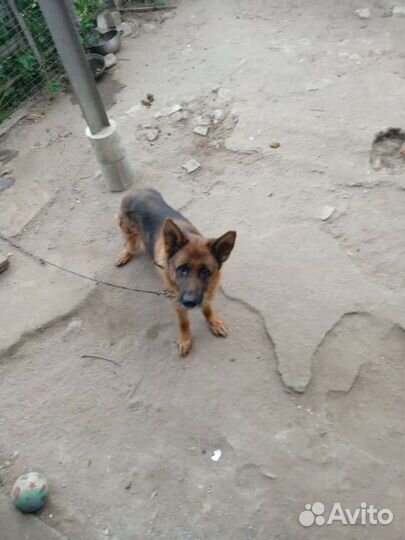 Немецкая овчарка