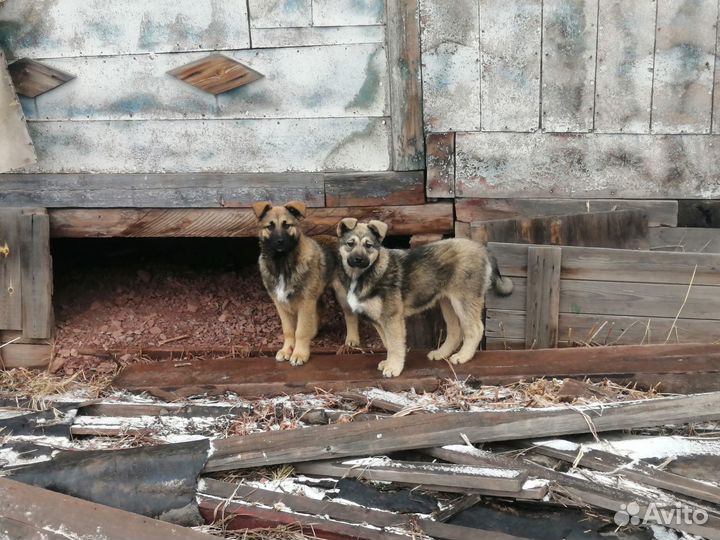 Щенки Грей и Грета