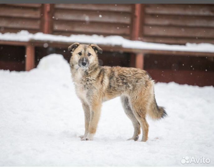 Собака в добрые руки