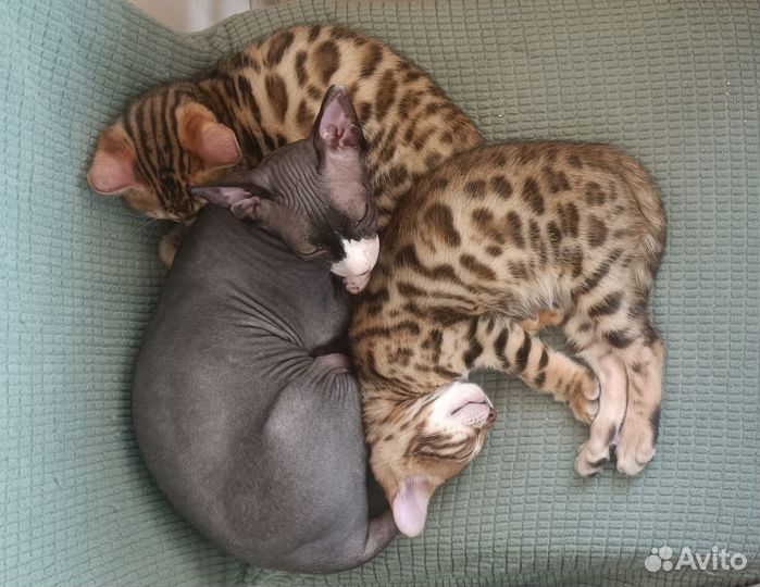 Бенгальские котята с документами