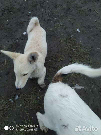 Маленькие собачки бесплатно в добрые руки