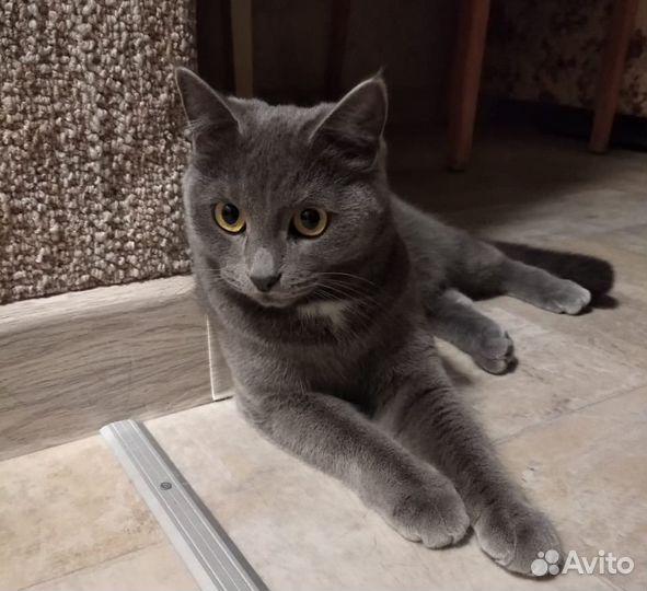Кошка в добрые руки