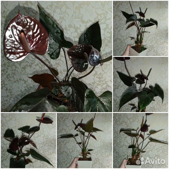 Цветы разные, комнатные