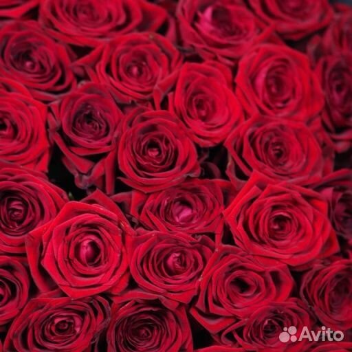 Розы Цветы Букеты с доставкой 21 33 51 роза